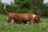 BASSET HOUND 017